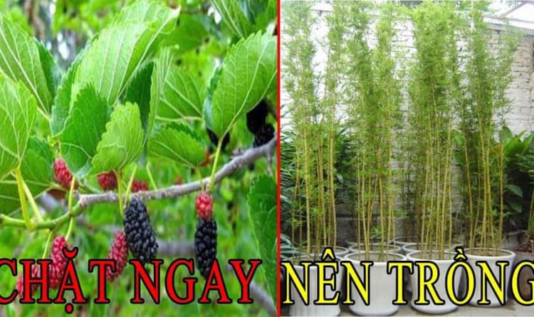 Những loại cây không nên trồng trước nhà