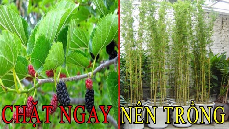 Những loại cây không nên trồng trước nhà