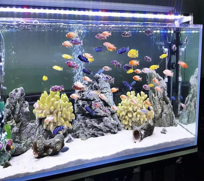 Kính cường lực làm hồ cá 1m2 giá bao nhiêu tiền