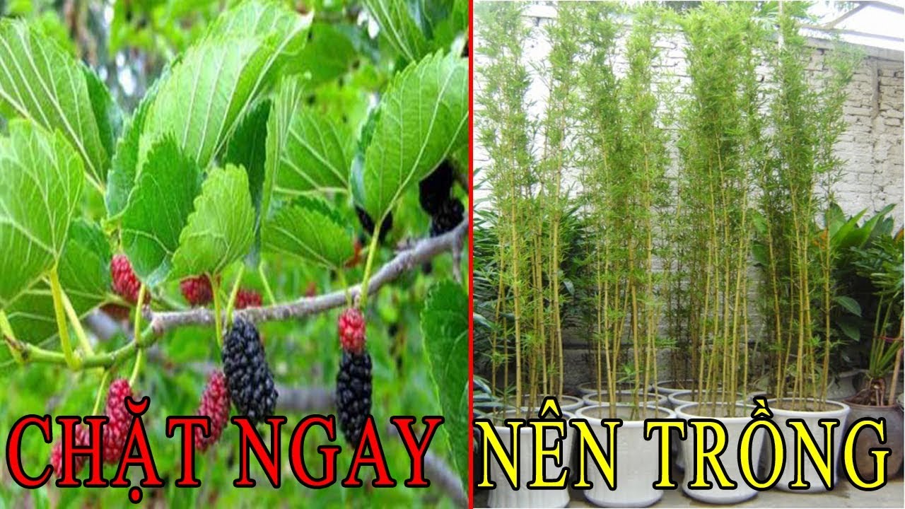 Không gian ứng dụng thực tế của Những loại cây không nên trồng trước nhà